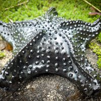 Starfish Black
